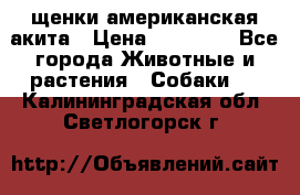 щенки американская акита › Цена ­ 30 000 - Все города Животные и растения » Собаки   . Калининградская обл.,Светлогорск г.